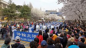 法輪功天國樂團十七日在輪中路櫻花節上表演