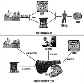 「法院」在利用死刑犯人器官的流程中扮演重要角色