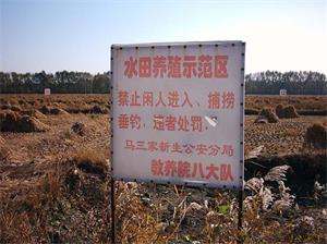 '馬三家勞動教養院的水田養殖示範區'